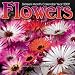 Flowers 2009 Wall Calendar 12 X 12