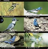 The National Audubon Society Field Guide to North American Reptiles and Amphibians