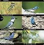National Audubon Society Field Guide to North American Birds--E: Eastern Region - Revised Edition