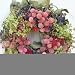 Pink Combo Dried 15" Wreath Organically Grown
