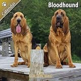 Kalender 2011 Bloodhound