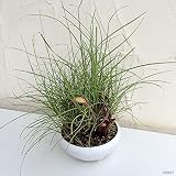 ナンバンギセル（南蛮煙管）5号鉢植え[おもしろ寄生植物]