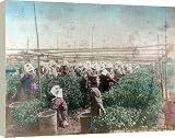 Box Canvas Print of Tea picking, Japan. from Heritage-Images