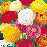 国華園 秋植え球根 ラナンキュラスミックス 80球(無選別)