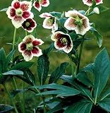 Amazon / Hirt's: Helleborus Spotted White Lady 4 Seeds - Perennial