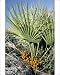 Photographic Prints of JLMO-2806 Dwarf Fan Palm - in fruit from Ardea Wildlife Pets