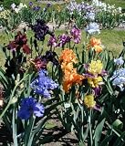 Bearded iris Mixed 10 rhizomes