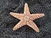 XL Sugar Starfish 7-8" Seashell Decor
