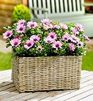 Collapsible Flowering Basket
