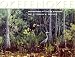Okefenokee