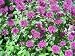 2000 BEE BALM LEMON MINT Monarda Citriodora HERB Flower Seeds