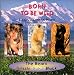 Born to be Wild : The Bears