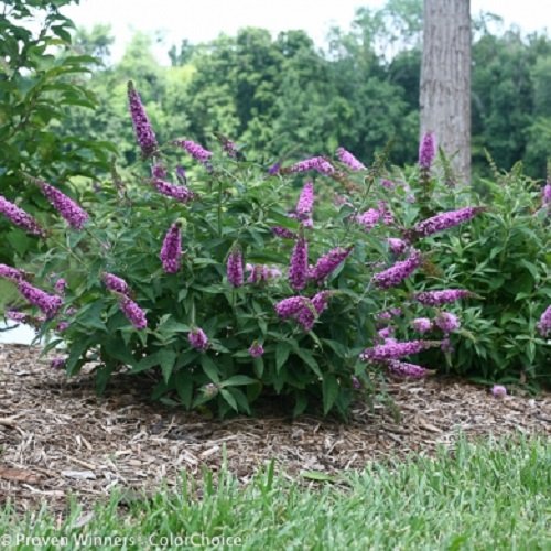 Lo & Behold ® 'Pink Micro Chip' Butterfly Bush - 4 Lo & Behold ® 'Pink Micro Chip' Butterfly Bush - 4