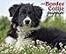 Just Border Collie Puppies 2014 Wall Calendar