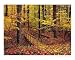 Autumn Footbridge Scenic Photographic Poster Print by Gina Signore, 10x8 Image