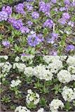 Eigenschaften Dachstauden  / Primula denticulata - Kugelprimel weiss & lila