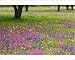 Photographic Prints of Oak Trees with from Danita Delimont