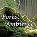 Forest Ambience - Healing Nature Sounds for Relaxation, Massage Therapy, Reiki and Sleep