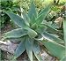 Aloe vera ( Aloe vera syn. Aloe barbadensis) 20 Korn