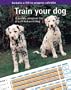 Train Your Dog