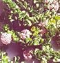 Hindu or Indian Rope Plant - Hoya - Exotic yet Easy
