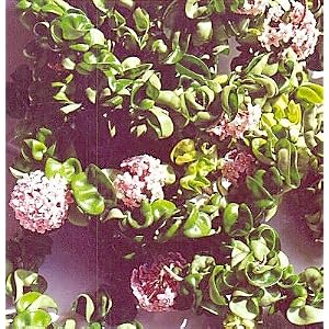 Hindu or Indian Rope Plant - Hoya - Exotic yet Easy
