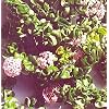 Hindu or Indian Rope Plant - Hoya - Exotic yet Easy