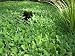 25 Live Water Lettuce