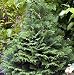 Soft Serve False Cypress - Chamaecyparis - Proven Winners