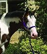 Perri's Leather Nylon Safety Halter Replacement Crown Piece Perri's Leather Nylon Safety Halter Replacement Crown Piece