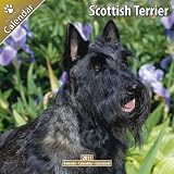 Scottish Terrier 2011 Wall Calendar #10069-11