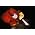 Thumbnail image of Bj�rk