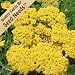 250 Seeds, Gold Yarrow (Achillea filipendulina) Seeds by Seed Needs