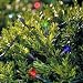 Solar String Lights - 50 LED Multicolor