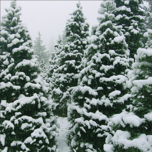 SUGAR TREEPapers 12"X12"-Christmas Tree Farm 25 per Pack