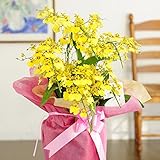 オンシジューム　アロハイワナガ　5本立（アーチ仕立て）　＜お中元　お歳暮の贈り物　母の日のプレゼントに＞【お届け日指定ＯＫ】