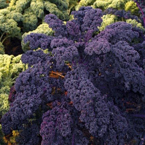 Purple Curly Kale/Leafy Cabbage 'Scarlet' (Brassica Oleracea L.) Vegetable Plant Seeds, Medium Late, Cold Resistant Heirlomm