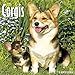 2016 Just Corgis Wall Calendar