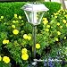 SohoDecor New Savannah Stainless Steel Landscaping Garden Solar Light - New 2009 4 LEDs Edition