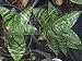 2 Dwarf Sansevieria Mother in Laws Snake Plant