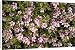 Canvas Prints of A dwarf prostrate wild plum from Ardea Wildlife Pets