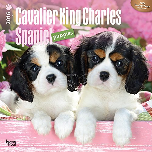 Cavalier King Charles Spaniel Puppies 2016 Square 12x12