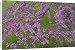 Canvas Prints of CAN-3221 Redbud - Native to much of Eastern and Central U.S from Ardea Wildlife Pets