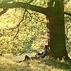 Yoko Ono / Plastic Ono Band