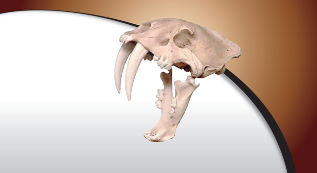 Fossil Skulls Logo