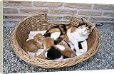 20 Inch Box Canvas (51cm) CAT - With kittens in basket. by Ardea