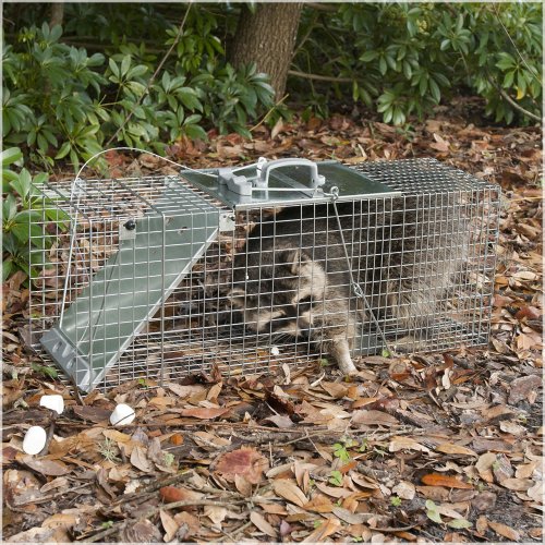 Havahart 1085 Easy Set OneDoor Cage Trap for Raccoons, Stray Cats