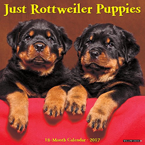 Just Rottweiler Puppies 2017 Wall Calendar