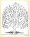 The common law in the similitude of a tree (Reprint measured in inches 19 x 24)