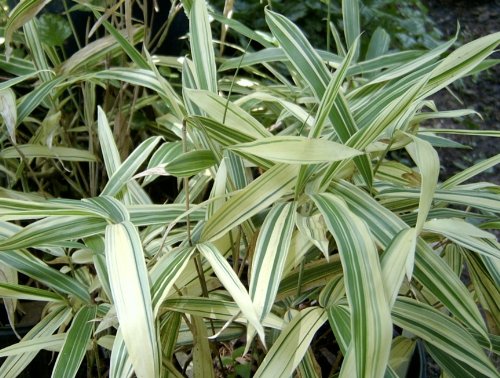 Dwarf Variegated Bambo